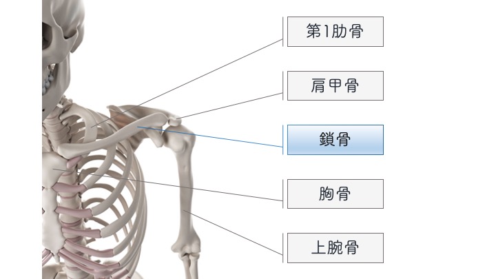 鎖骨の構造 りはろぐ 身体の仕組みを伝えるリハビリブログ