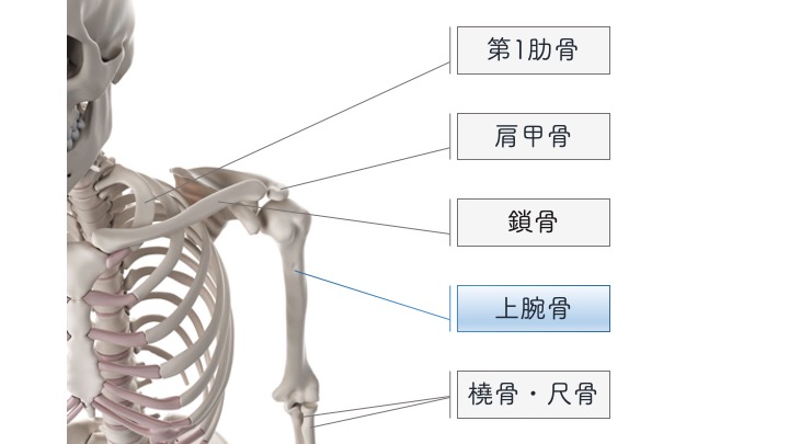 上腕骨の構造 りはろぐ 身体の仕組みを伝えるリハビリブログ