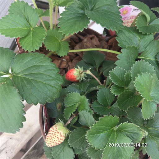 f:id:tk-strong:20190709213855j:image