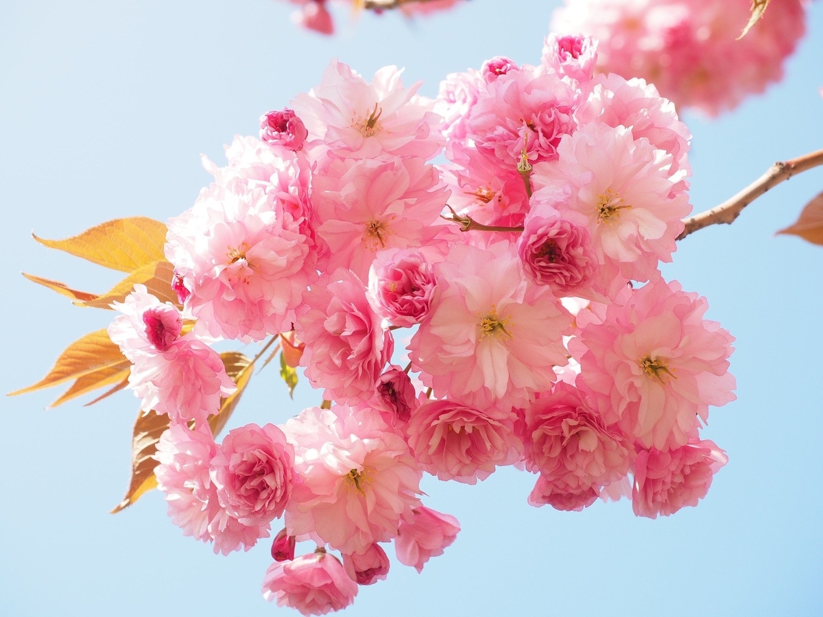 f:id:tk1227inu:20200401134336j:plain