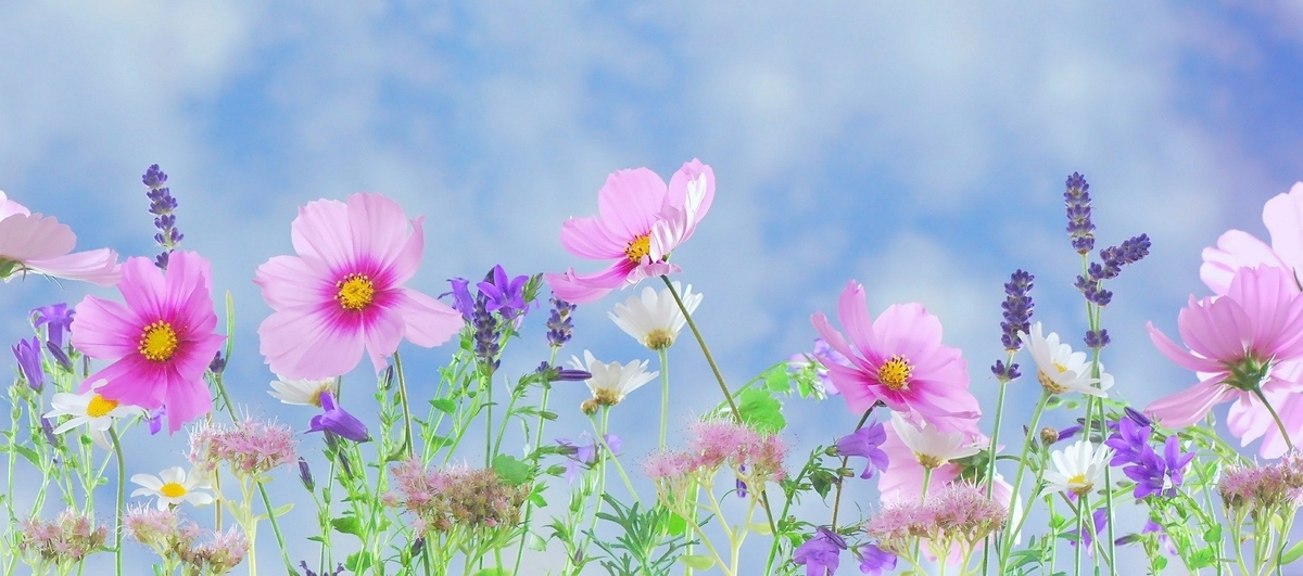 f:id:tk1227inu:20200421131834j:plain