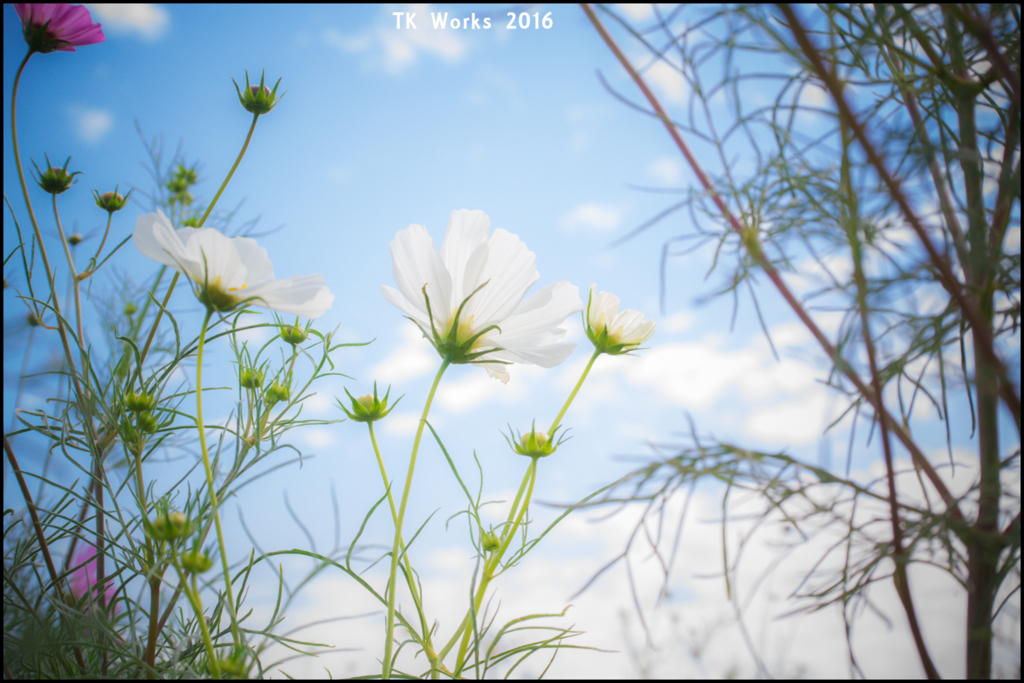 f:id:tk1969:20161113203113j:plain f:id:tk1969:20161113203113j:plain