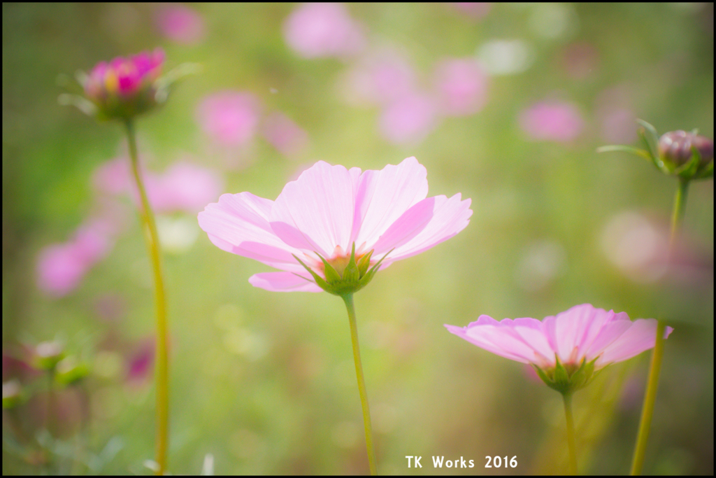 f:id:tk1969:20161113203202j:plain f:id:tk1969:20161113203202j:plain