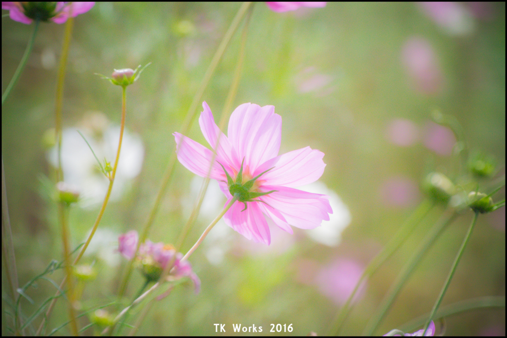 f:id:tk1969:20161113203320j:plain f:id:tk1969:20161113203320j:plain