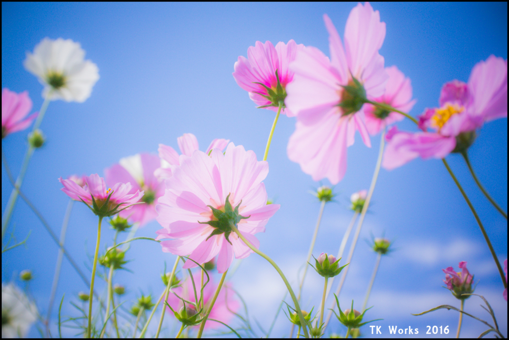 f:id:tk1969:20161113203431j:plain f:id:tk1969:20161113203431j:plain