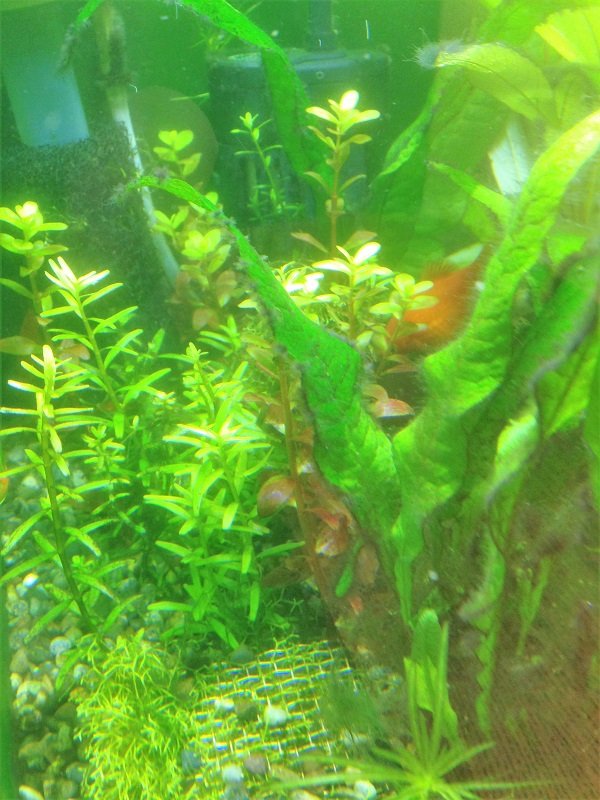 ロタラインディカ おっちゃんあんちゃんの覚書