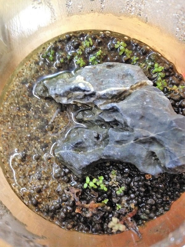 ボトルアクアリウムに注水 おっちゃんあんちゃんの覚書