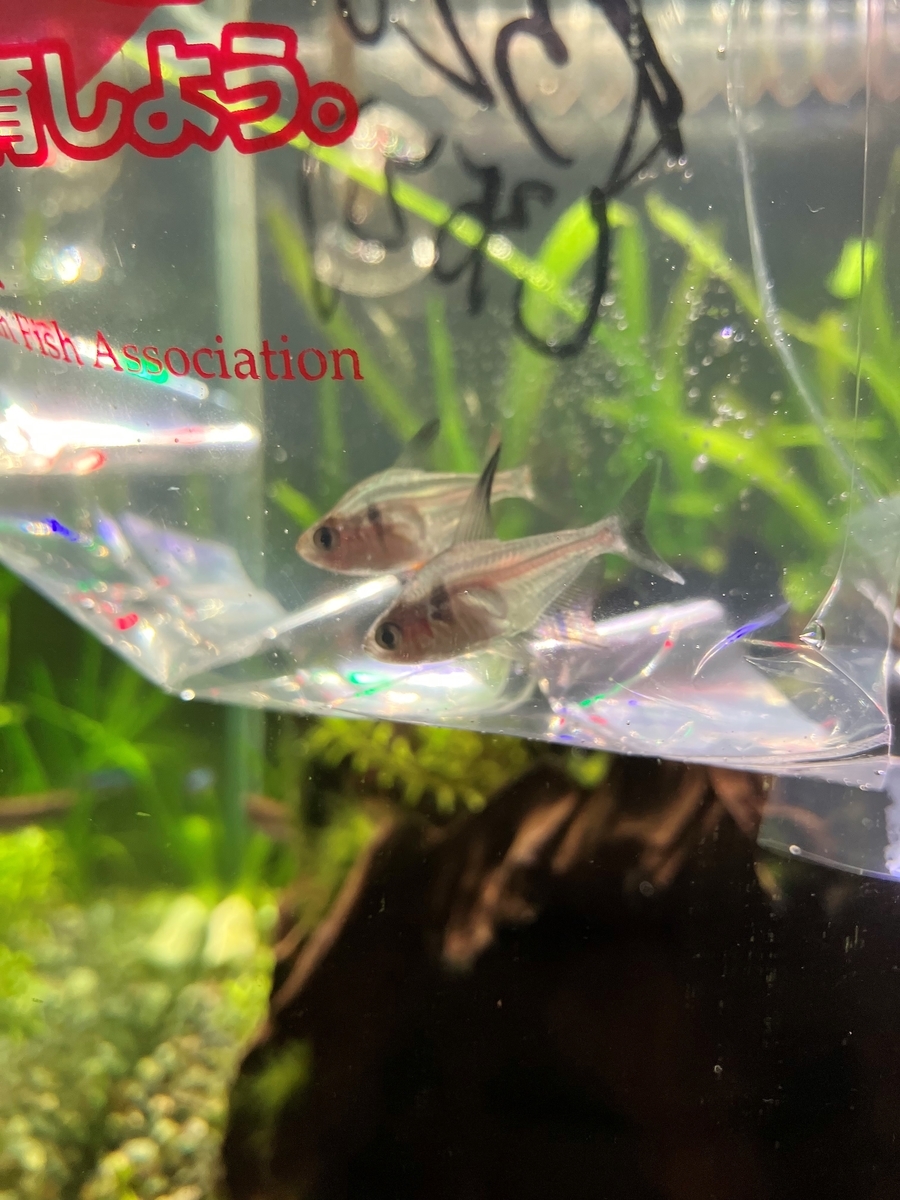 ２年半ぶり おっちゃんあんちゃんの覚書