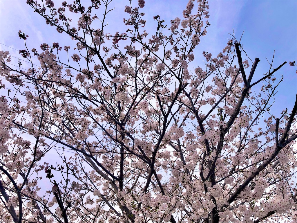 f:id:tkHoumu:20240405174705j:image f:id:tkHoumu:20240405174705j:image