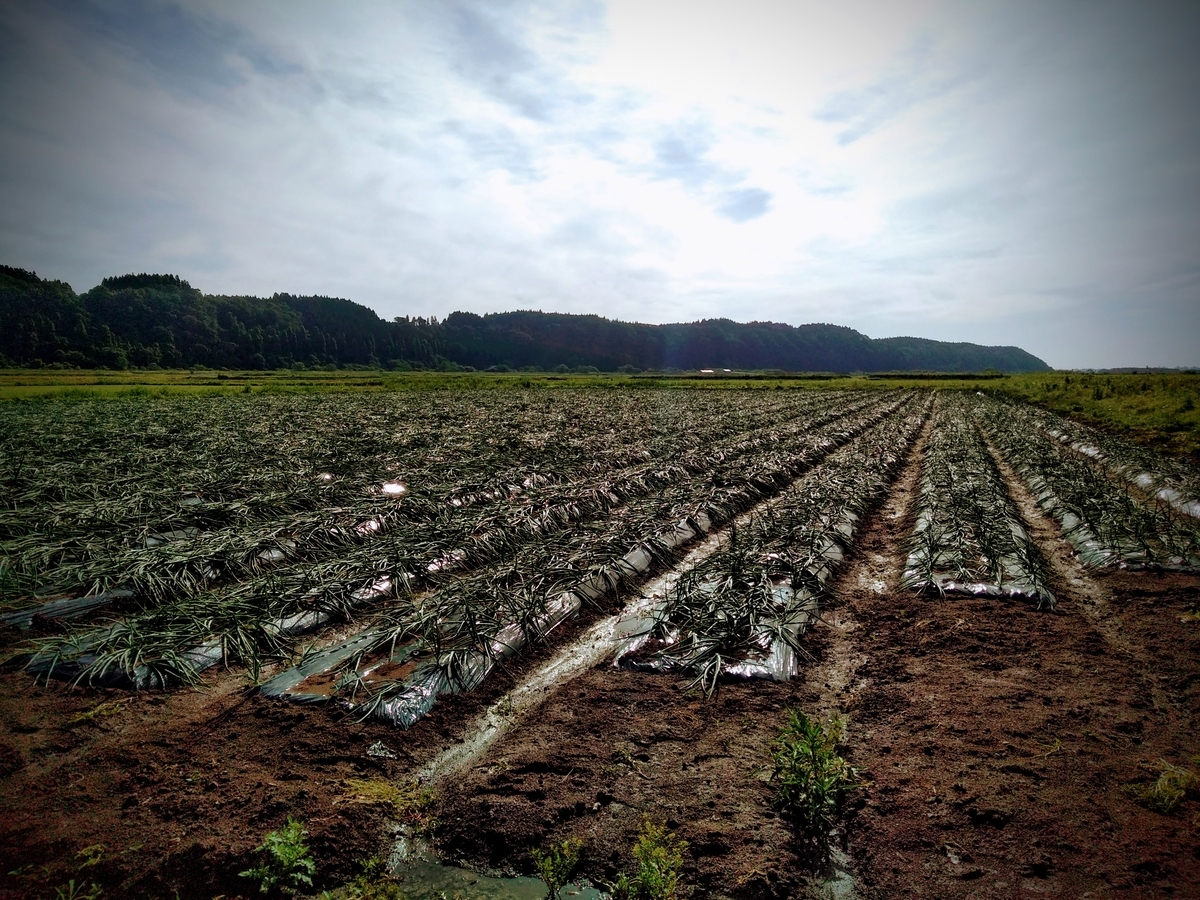 青森県も梅雨入りした模様 収穫前のたまねぎに殺菌剤を散布 お米通販青森マエダライス 店長日記 青森県も梅雨入りした模様 収穫前のたまねぎに殺菌剤を散布 お米通販青森マエダライス 店長日記
