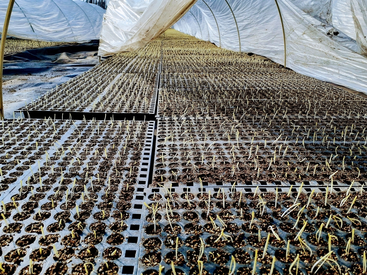 f:id:tk_maeda:20210212145638j:plain