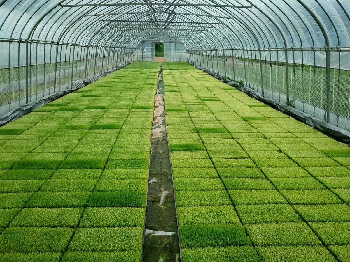 葉焼けしてしまいました 水稲苗焼け - 農事組合法人 青森マエダライス