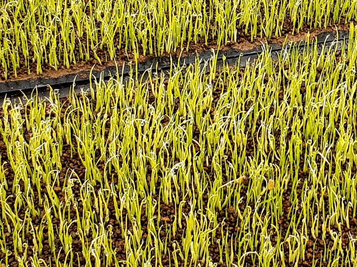 ファング　抜き苗　焼けあります。 ファング 抜き苗 焼けあります。 稲の根張りが悪くなる育苗方法6選！