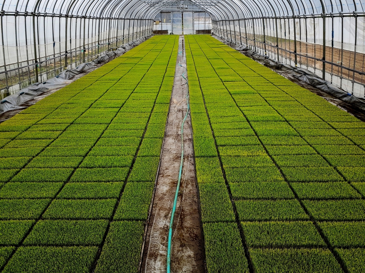 ファング　抜き苗　焼けあります。 神鋼 溶接棒 ZERODE-44 (Z-44) φ2.0mm × 300mm 2kg/小箱 KOBELCO