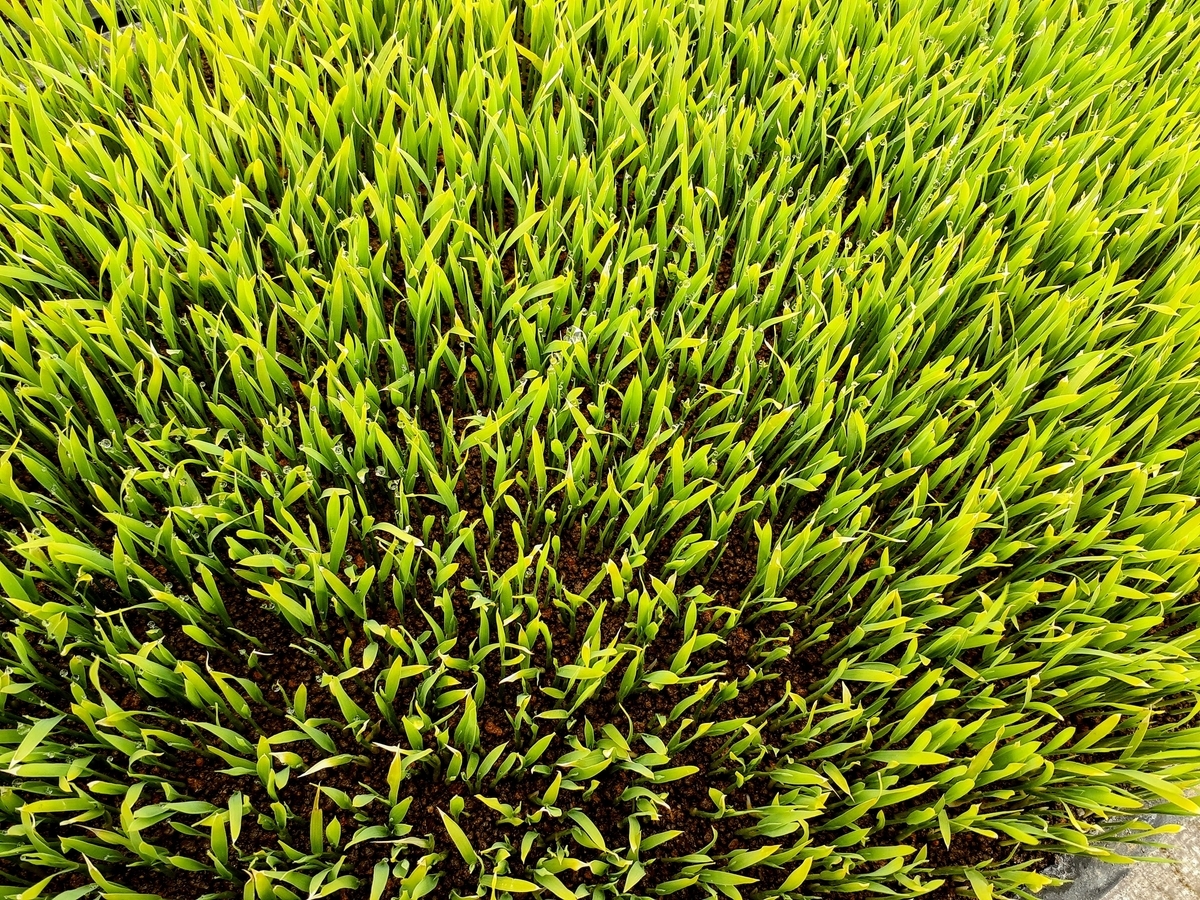 育苗葉焼け ビニール新調したらやっぱり焼けた - 農事組合法人 青森