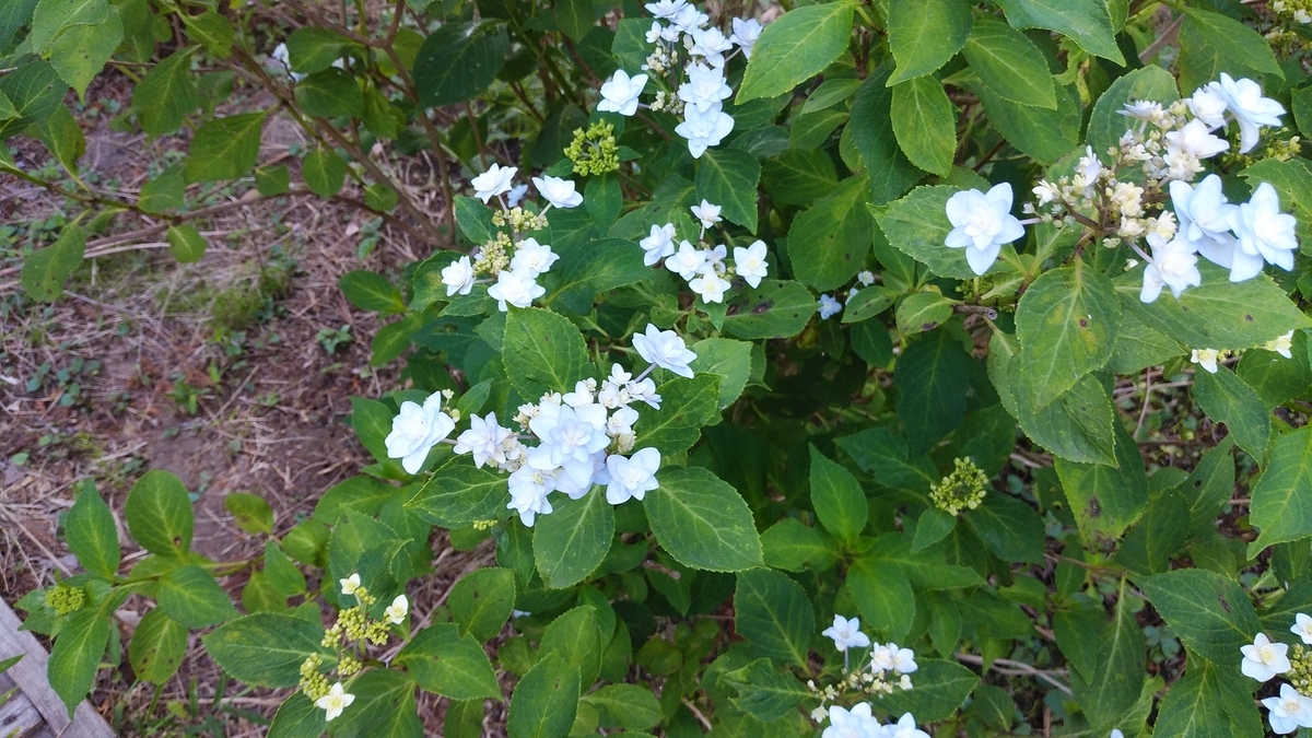 f:id:tkcgs119:20190620221314j:plain