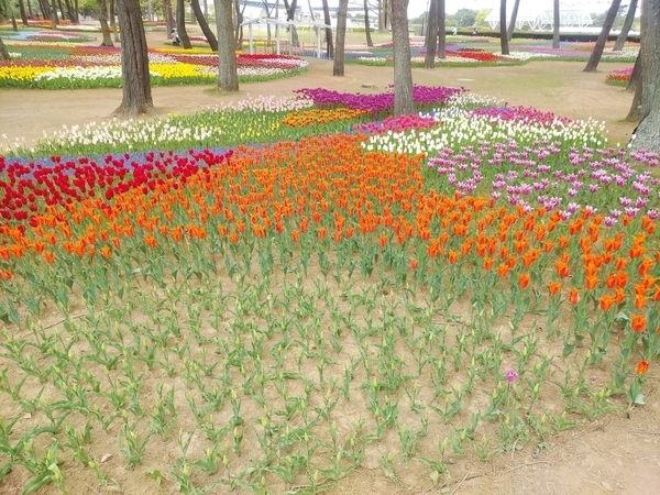 ひたち海浜公園