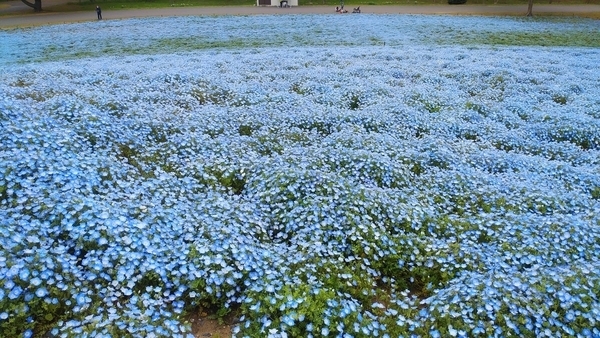 ひたち海浜公園ネモフィラ