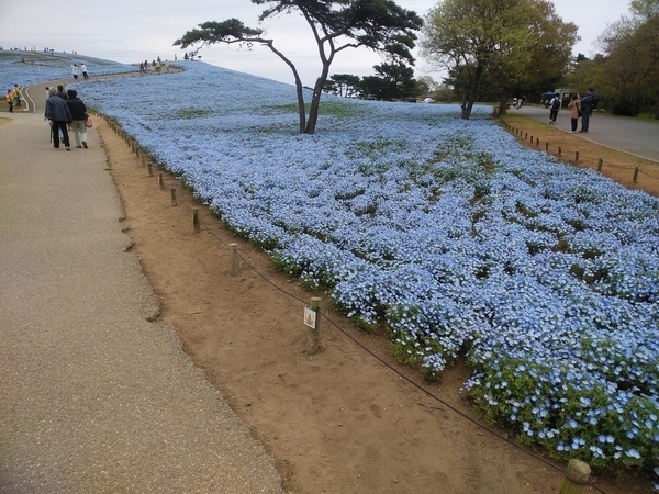 ひたち海浜公園ネモフィラ