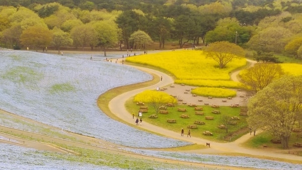 ひたち海浜公園