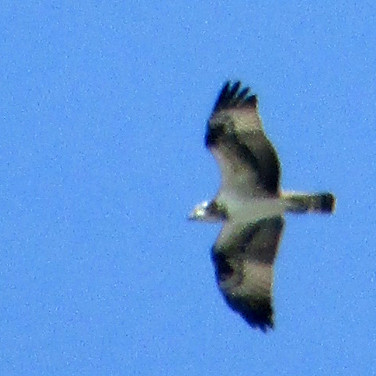 f:id:tkfms:20170827232219j:plain