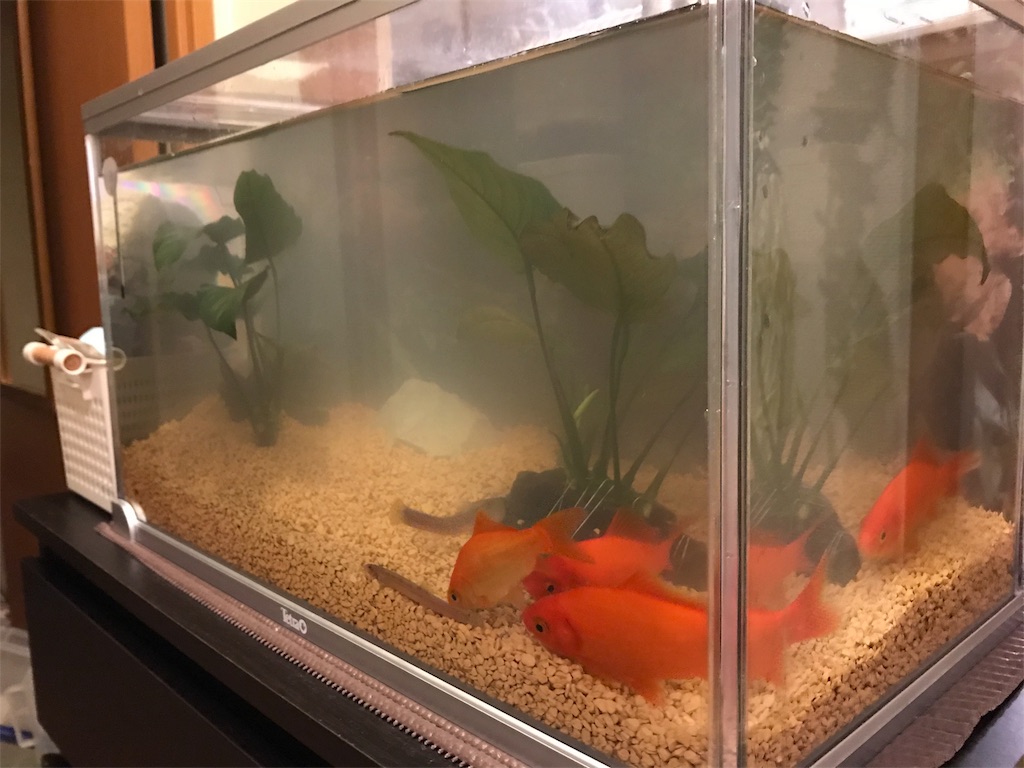 金魚水槽 砂利替え そうだ 熱帯魚を飼おう 金魚水槽 砂利替え そうだ 熱帯魚を飼おう