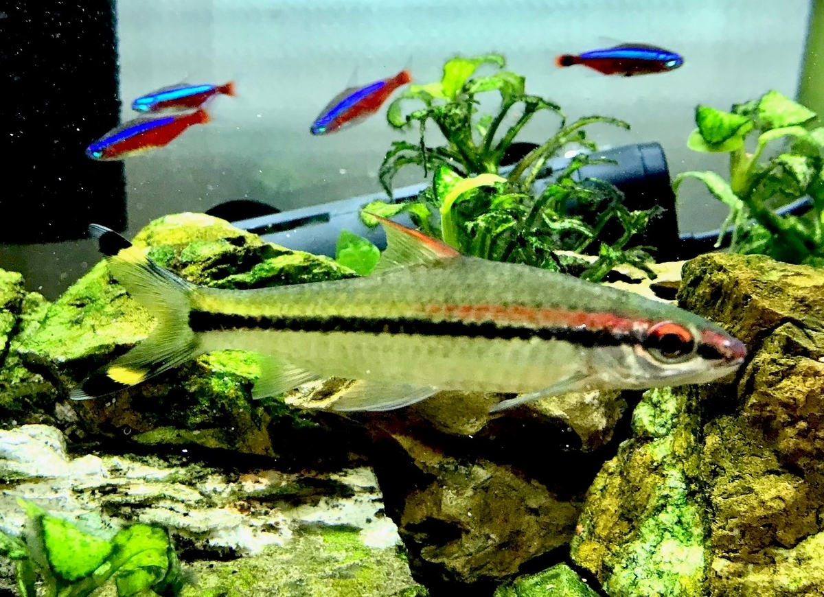 飼育図鑑 レッドライントーピードバルブ そうだ 熱帯魚を飼おう