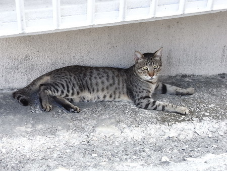 個別「[宮古島]猫@宮古島 みんな顔が小さい」の写真、画像 