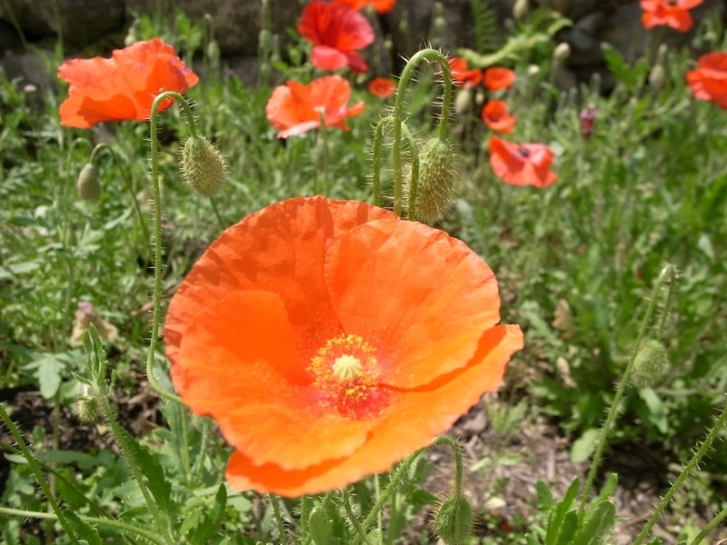 ひなげしの花 日々是口実