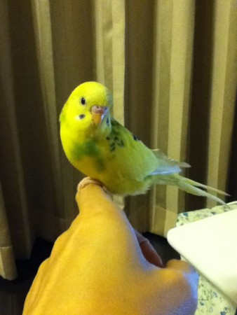 f:id:tkobatp:20101107205756j:image f:id:tkobatp:20101107205756j:image