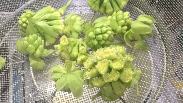 塩水につけてアク抜きしたふきのとう 塩水につけてアク抜きしたふきのとう