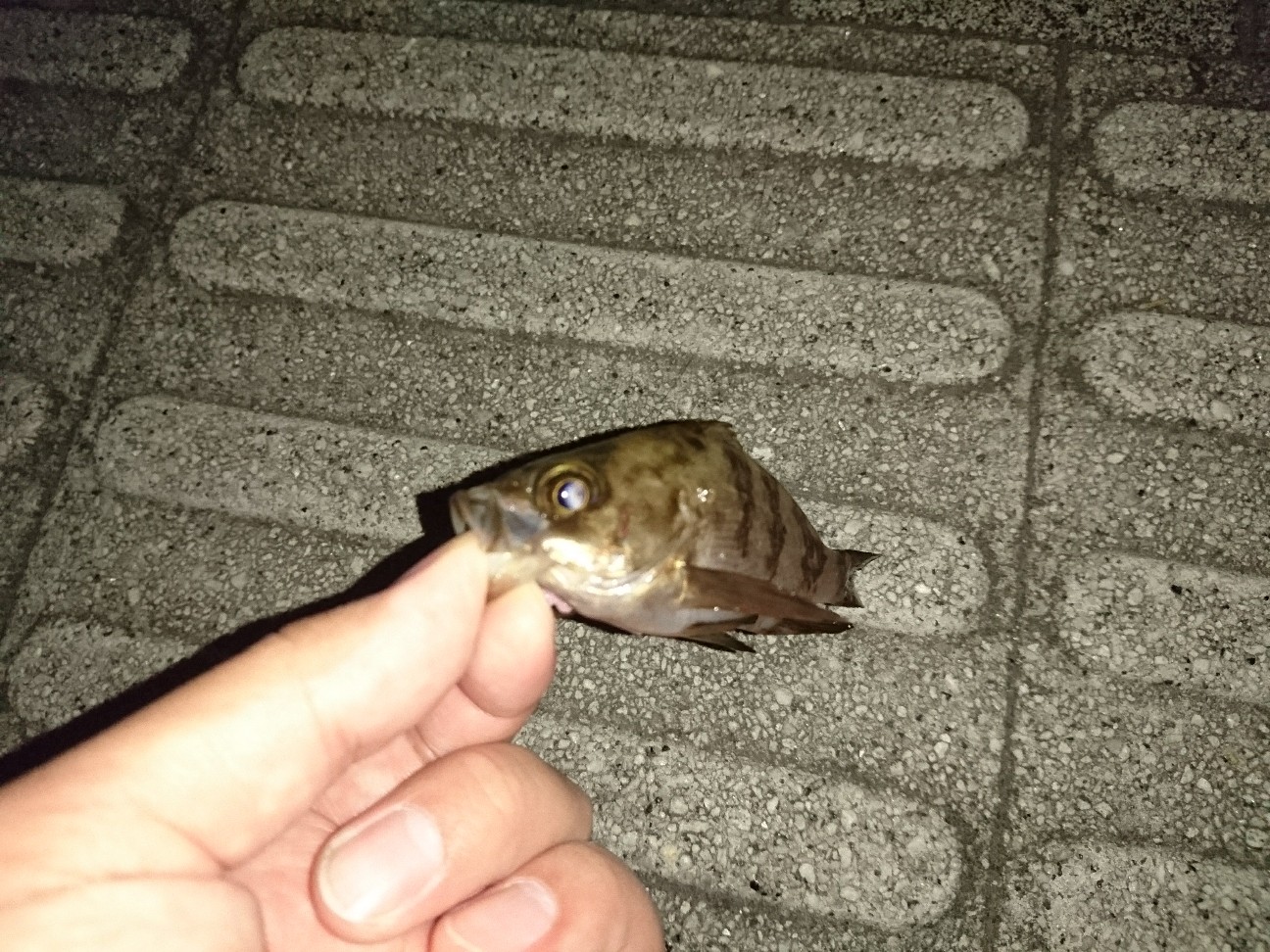 f:id:tktk1983:20190516052114j:image f:id:tktk1983:20190516052114j:image