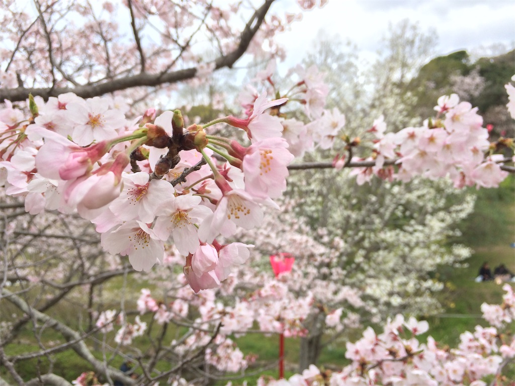 春先取り 桜の季節がやってくる 南紀白浜でお花見は平草原公園 和歌山の紀南を楽しむブログ