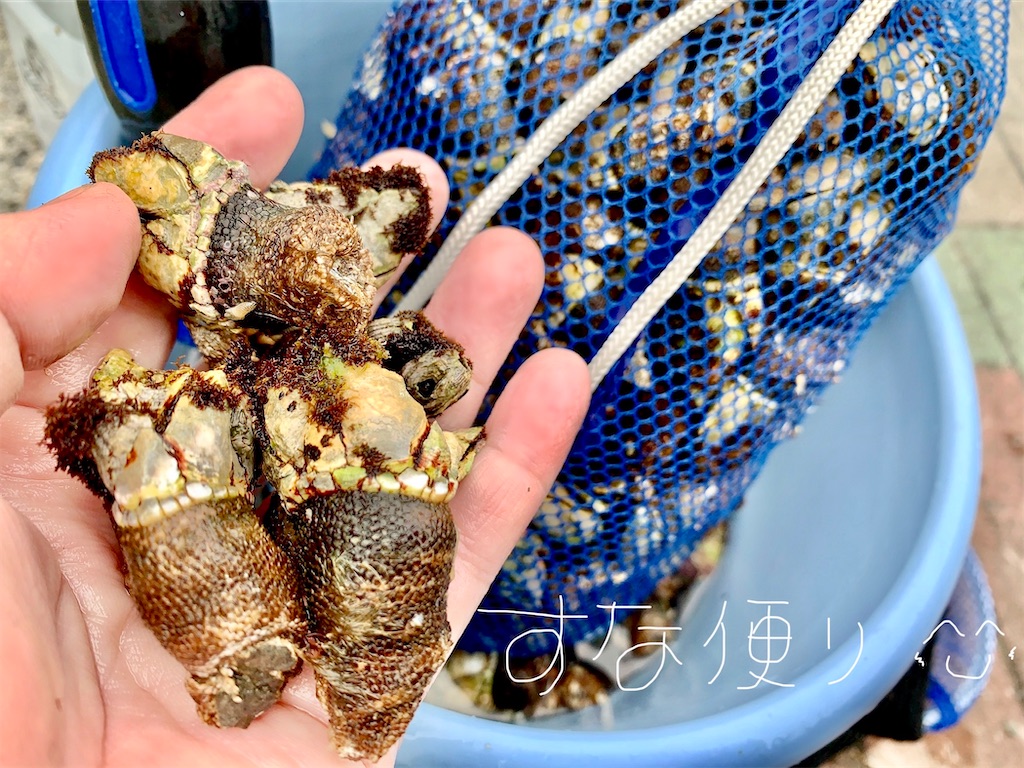 亀の手 獲り 紀南では普通に食べます 美味しいのです すな便り 亀の手 獲り 紀南では普通に食べます 美味しいのです すな便り