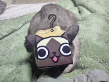 猫のいる暮らし 多頭飼い