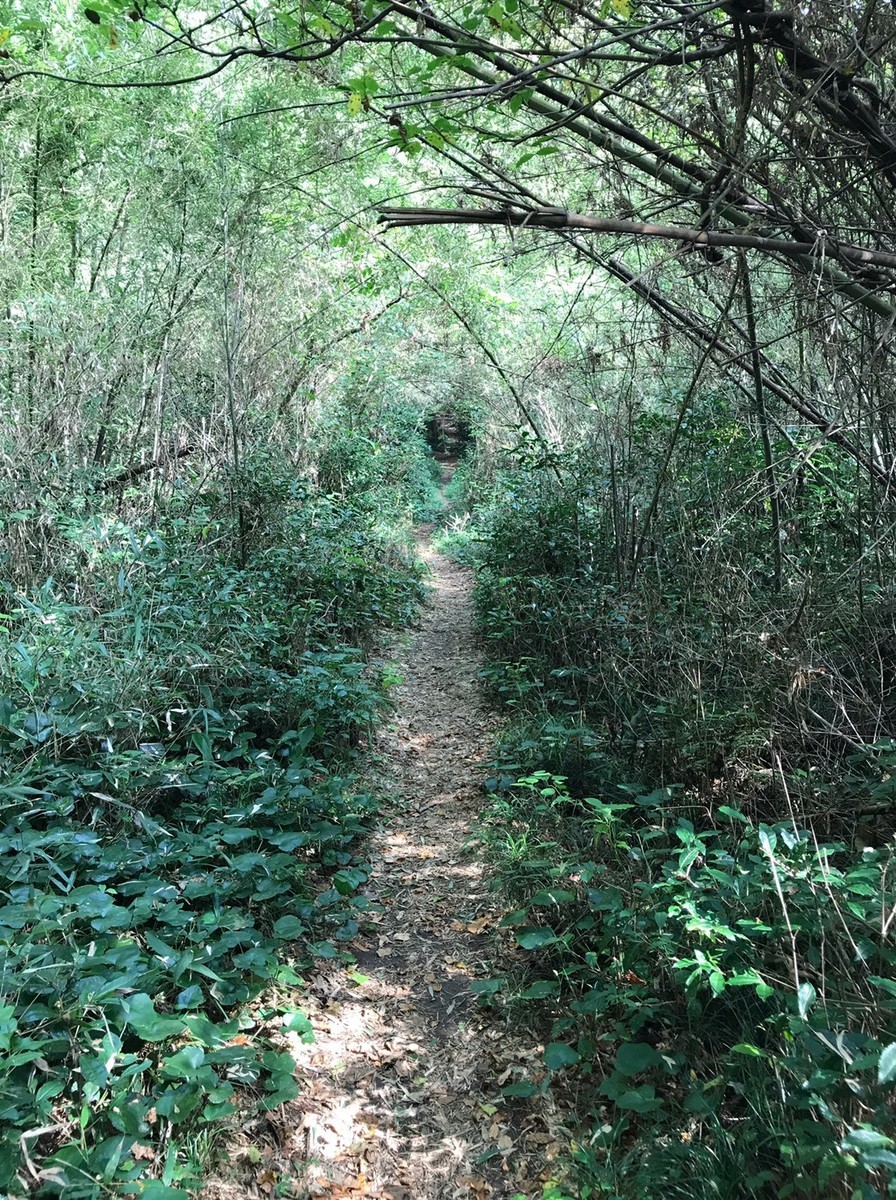 蜘蛛の巣だらけの道へ