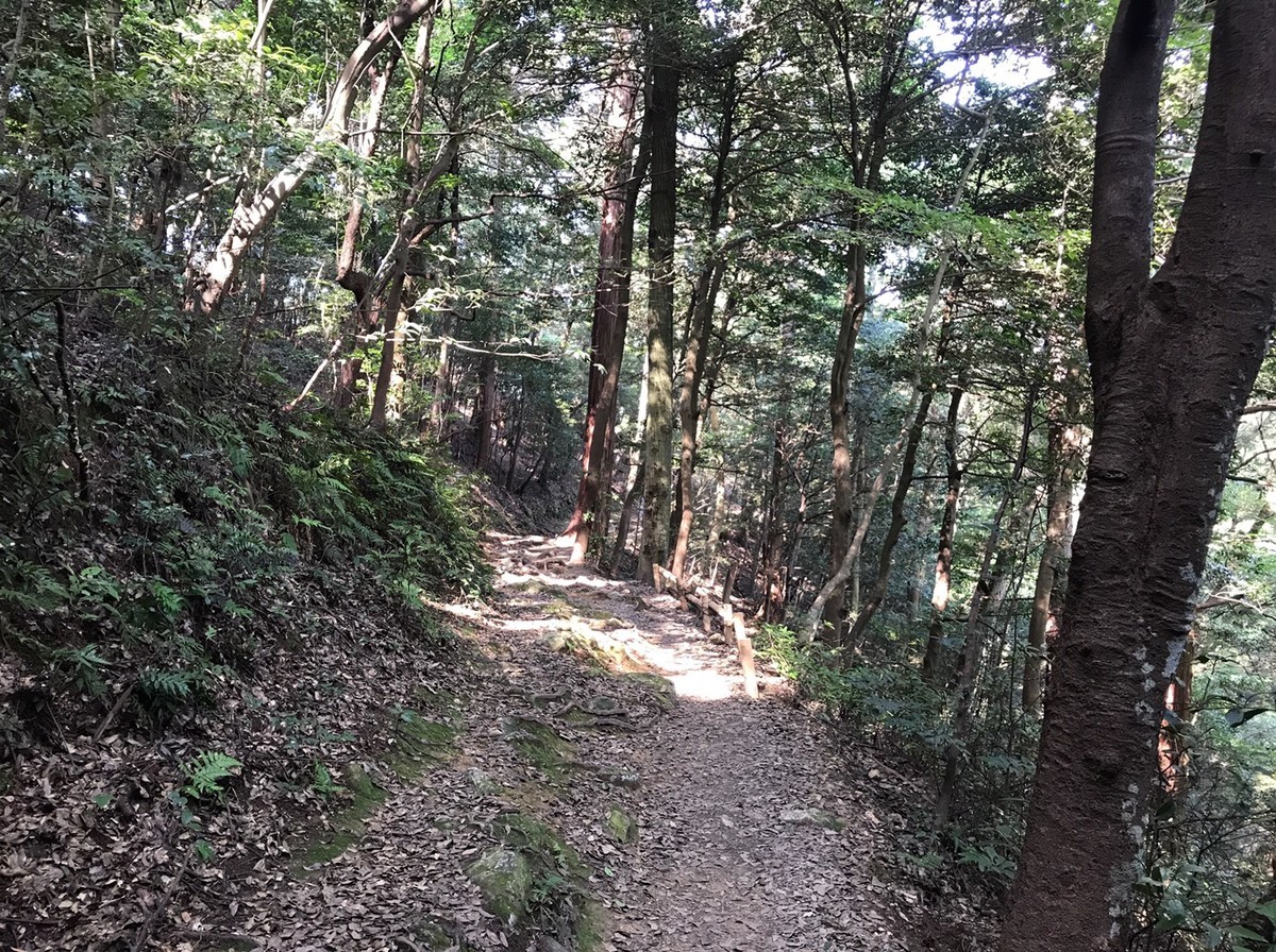 後半は走れる道