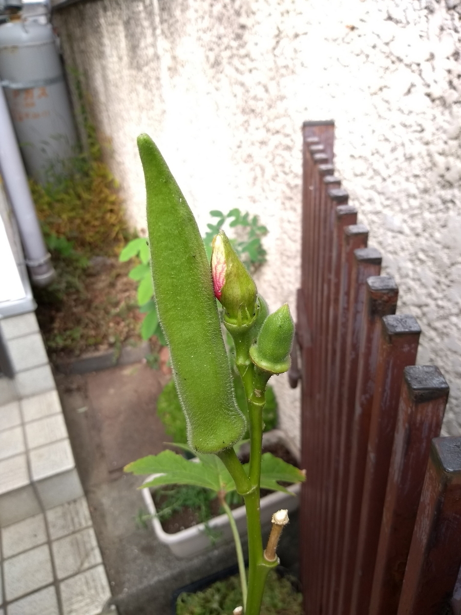 f:id:tky2020:20201126221224j:plain