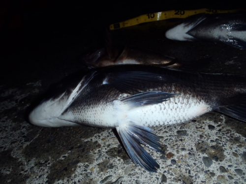 f:id:tlq:20120222002003j:image