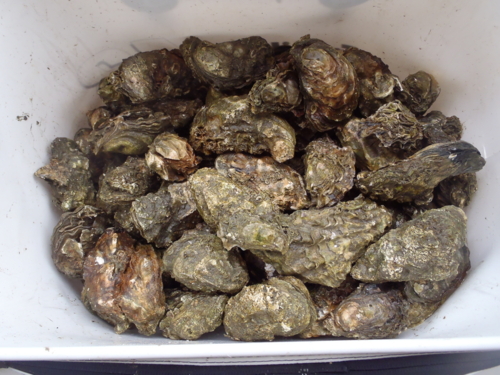 f:id:tlq:20120222155153j:image
