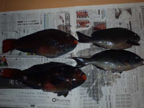 f:id:tlq:20120309214731j:image