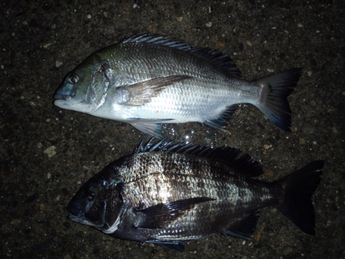 f:id:tlq:20120322020623j:image