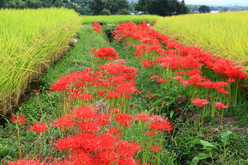 f:id:tm4235:20090922103008j:image:w500