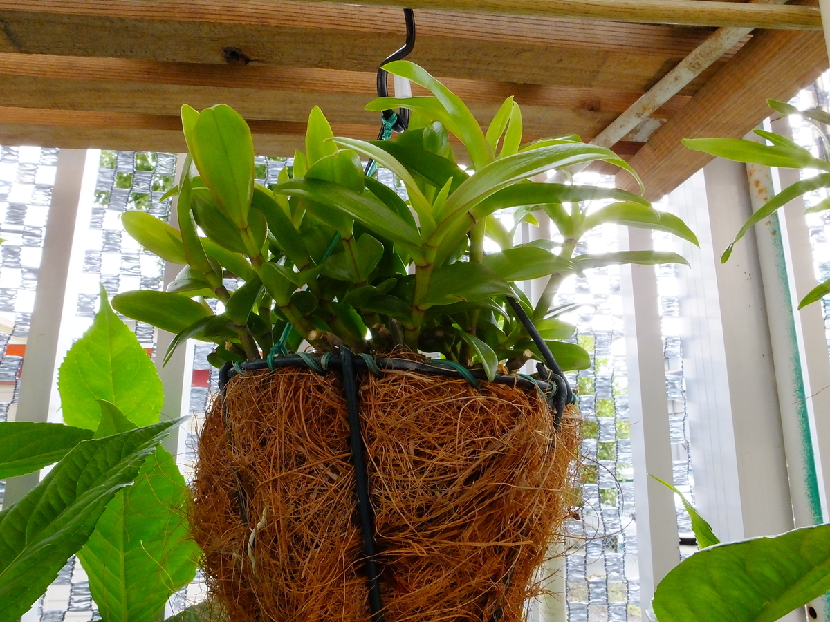 ピエラルディーの開花後の管理。 高芽取り、植付 - ピエラルディー