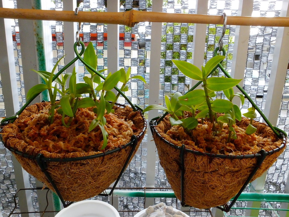 ピエラルディーの開花後の管理。 高芽取り、植付 - ピエラルディー