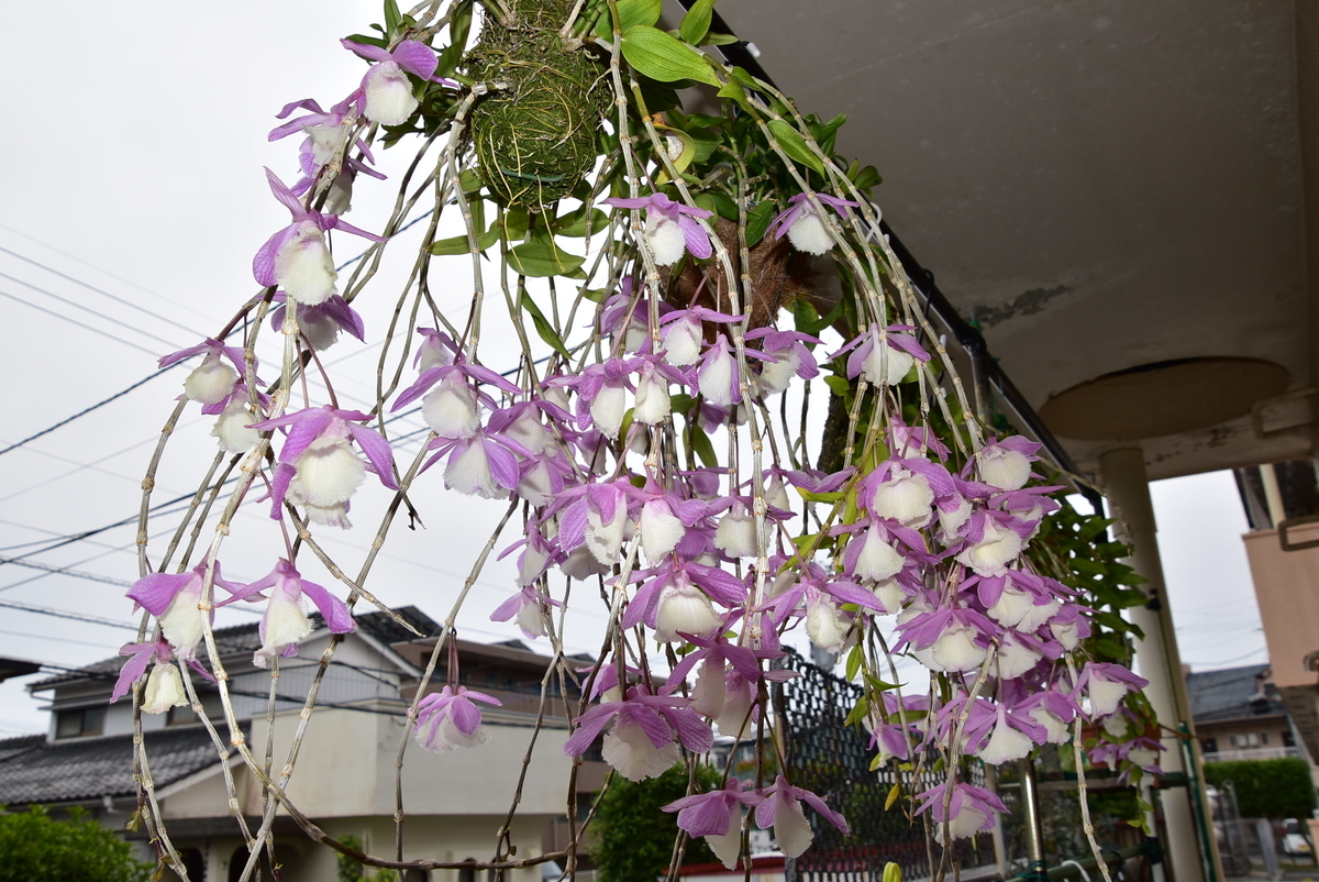 ピエラルディーの開花 Dendrobium aphyllum - ピエラルディー