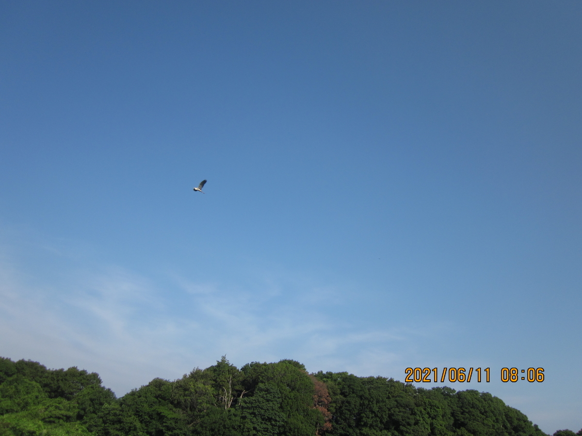 f:id:tmakichan:20210611163534j:plain
