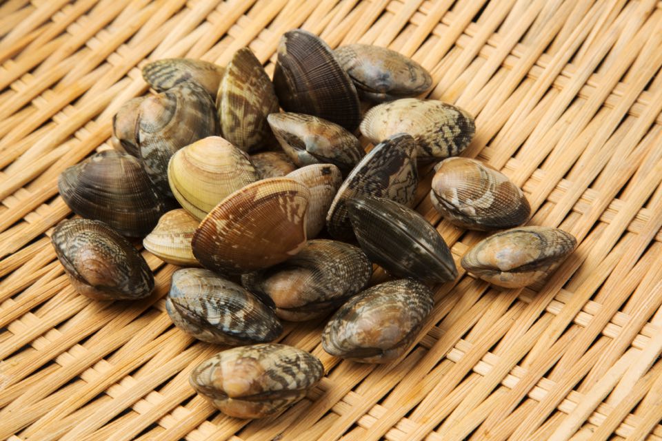 上あさり いらすとや かわいい動物画像