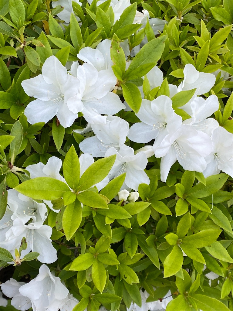 f:id:tmatsu06:20200513043027j:image