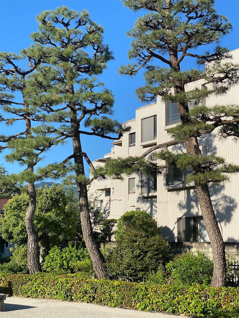 f:id:tmatsu06:20200513204822j:image